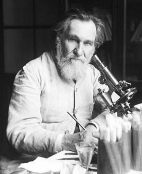 Mechnikov Fig 7