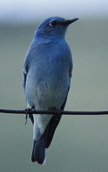 Mountain Blue Bird